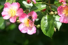 Rose Juanita1319.JPG