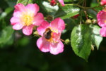 Rose Juanita1419.JPG