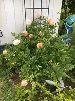 2019-06-18 Ghislaine de Féligonde.webp