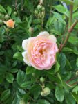 2019-06-18 Ghislaine de Féligonde Blüte.jpg