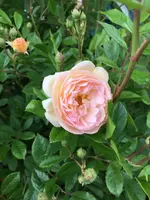 2019-06-18 Ghislaine de Féligonde Blüte.webp