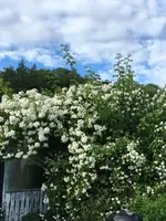 2018-06-11 Bobby James.webp