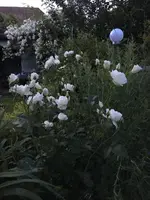 2018-06-14 Hochstämmchen weiß1.webp