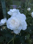 2018-06-14 Hochstämmchen weiß Blüte.jpg