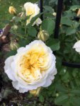 2019-06-18 Pilgim1.jpg