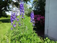DSC00434.webp