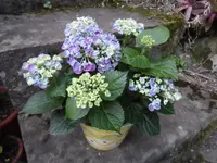 SAM_0997.webp