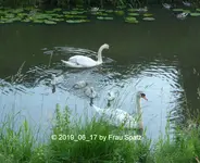 Forum Schwäne Kükis 2019_06_17 P1120738.webp