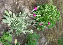 P1120691.webp