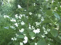 BILD1156.webp