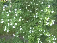 BILD1157.webp