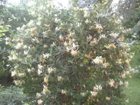 BILD1163.webp