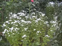 BILD1166.webp
