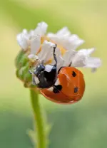 marienkaefer.webp