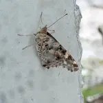 schmetterling.webp