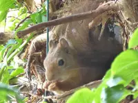 P1130132Eichhörnchen.webp