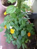 P1130139Susanne.webp