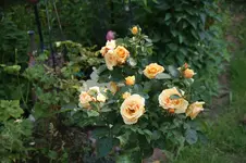 DSC07858.webp