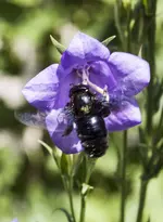 holzbiene-1.webp