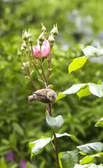 voegel-2.webp