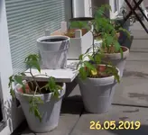 003 Tomaten.webp