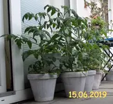 006 Tomaten.webp