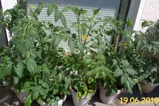 008 Tomaten.webp