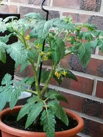 IMG_20190621_124608.webp