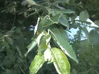 BILD1181.webp