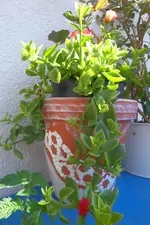 SAM_0121.webp