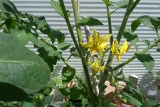 SAM_0114 (2).webp