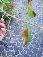 IMG_20190618_210548.webp