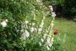 Juni  4719.JPG