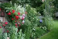 Juni  4419.webp