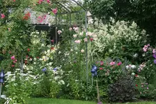 Juni  5119.webp