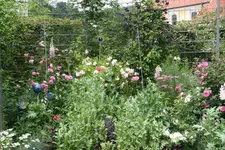 Juni  5219.webp