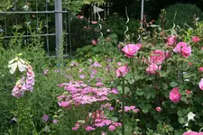 Juni  5319.webp