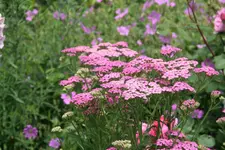 Juni  5419.webp