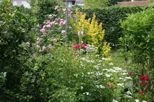 Juni  5919.JPG