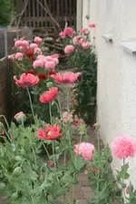 Mohnstrasse0519.webp