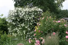 Rosenlaube0819.webp