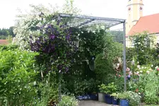 Rosenlaube0919.JPG