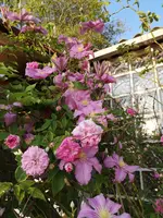 IMG_20190621_201713.webp