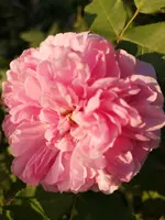 IMG_20190621_201628.webp