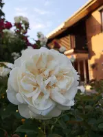 IMG_20190621_201605.webp