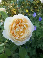 IMG_20190621_201541.webp