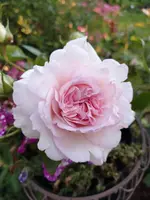 IMG_20190621_201215.webp