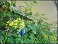 c082.webp