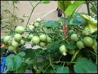 c087.webp