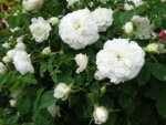 DSC00450.JPG